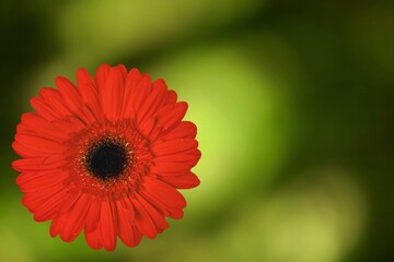 Red beautiful fresh flower on nature background
