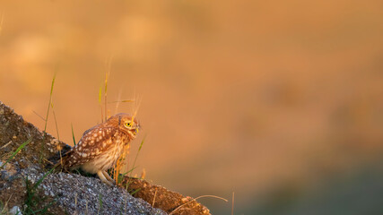 Little owl. (Athene noctua). Nature background. 