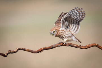 Fototapeta premium Little owl. (Athene noctua) Colorful nature background.