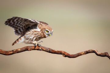 Little owl. (Athene noctua)  Colorful nature background.