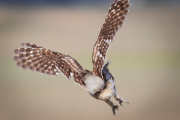 Little owl. (Athene noctua)  Colorful nature background.