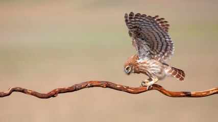 Little owl. (Athene noctua)  Colorful nature background.