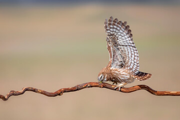 Little owl. (Athene noctua)  Colorful nature background.