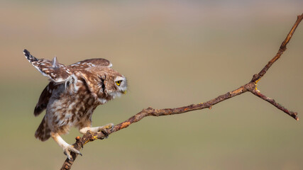 Little owl. (Athene noctua)  Colorful nature background.