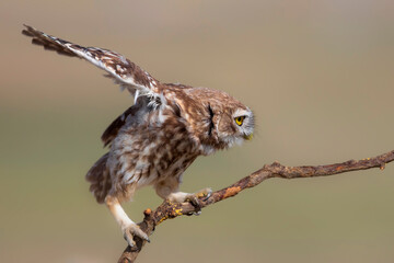 Little owl. (Athene noctua)  Colorful nature background.