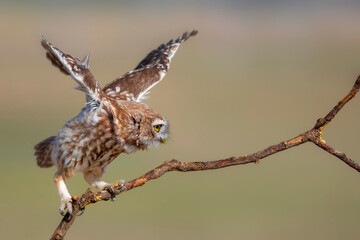 Little owl. (Athene noctua)  Colorful nature background.