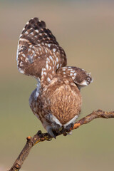 Little owl. (Athene noctua)  Colorful nature background.