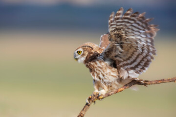 Little owl. (Athene noctua)  Colorful nature background.