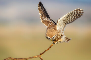 Little owl. (Athene noctua)  Colorful nature background.