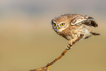 Little owl. (Athene noctua). Nature background. 