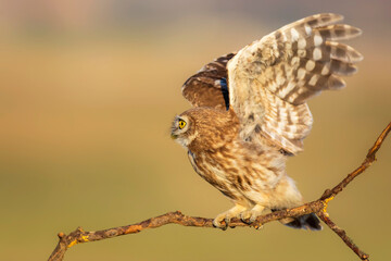 Little owl. (Athene noctua)  Colorful nature background.
