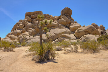 Joshua trees and Gneiss Rocks in and around Joshua Tree national park bordering the Colorado and...
