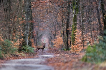 cerf for&ecirc;t de Fontainebleau