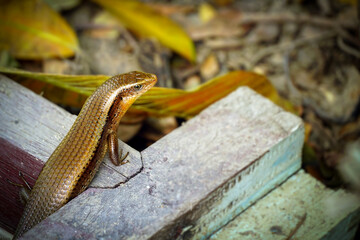 Close up image of a Skink lizard ( scincidae ). Skinks are lizards belonging to the family Scincidae and the infraorder Scincomorpha.                    