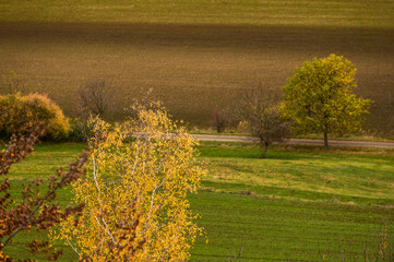 Herbstlich gefärbte Birke vor unscharfem Hintergrund
