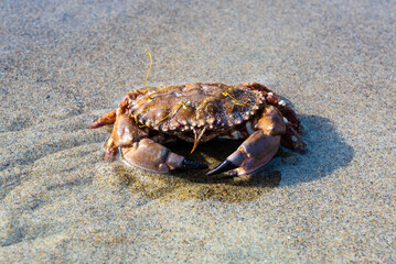 Pacific rock crab on an Oregon beach