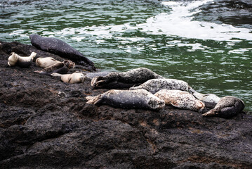 Group of harbor seal near Yaquina head