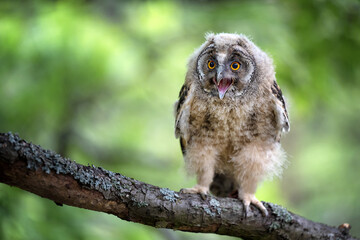 An eared owl in the forest sits on a branch.