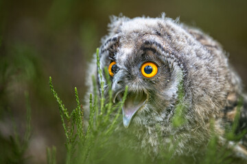 An eared owl in the forest sits on a branch.