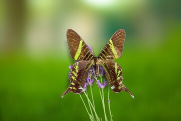 Beautiful nature scene. Colored butterfly sitting on the flower in a summer garden.