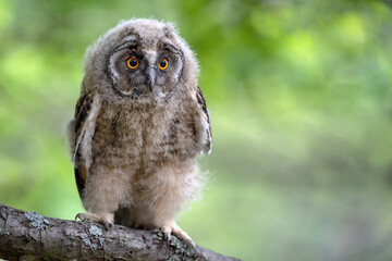An eared owl in the forest sits on a branch.