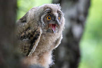 An eared owl in the forest sits on a branch.