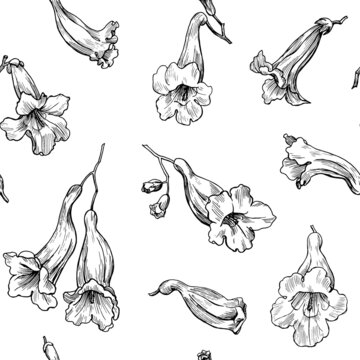 Seamless vector pattern of jacaranda flowers,black and white elegant floral background. Hand drawn illustration for design packaging, textile, wallpaper, fabric