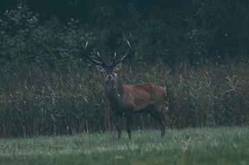 Naklejka na ściany i meble The red deer is one of the largest deer species. The red deer inhabits most of Europe