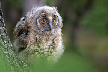 An eared owl in the forest sits on a branch.