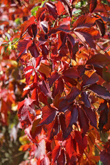 Red Parthenocissus leaves in nature in autumn.