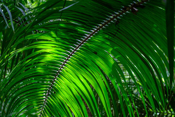 The diverse biosphere of the Costa Rican Rain forest and a backlit palm leaf.