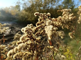 mushrooms in the forest