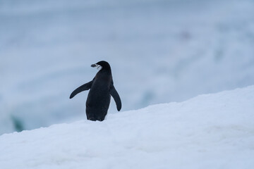 Obraz premium Chinstrap Penguin in Antarctica
