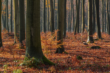 120-letni las bukowy, jesień, Las Janinowski