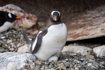 Naklejka premium Gentoo Penguin on nest in Antarctica