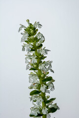 Fresh leaves and white inflorescence of Stachys recta plant.Isolated.