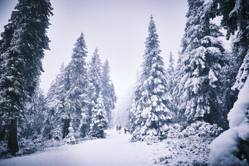 Naklejka premium New Year's hike to the highest mountain of the Czech Republic - Sněžka