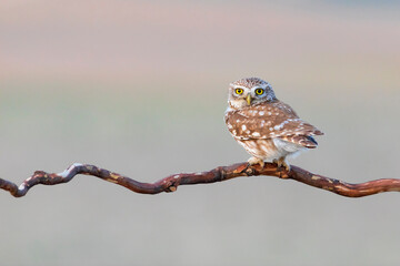 Little owl. (Athene noctua). Nature background. 