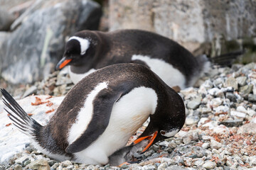 Naklejka premium Gentoo Penguin feeding chick in Antarctica