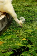 Obraz premium Albino Peacock