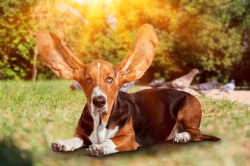portrait of one dog looking at the camera with a blue sky in the background