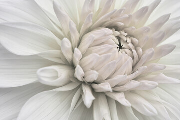Dahlia bloom. Flower petals close-up. Light vegetal background. Pale gray and pink plant wallpaper. Macro