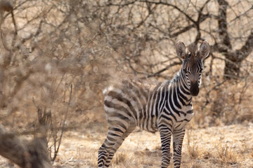 Baby zebra in Kenya in the savannah, Africa. Zebras are African equines with distinctive black-and-white striped coats. Family Equidae - 470328306