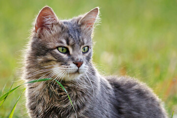 cat in grass