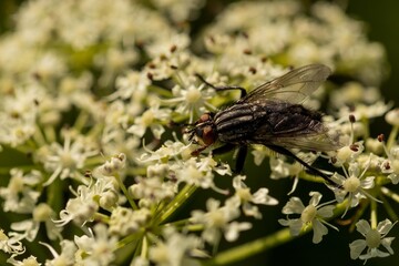 Insects
