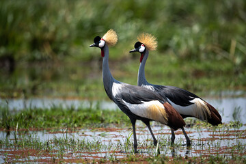 The grey crowned crane (Balearica regulorum), also known as the African crowned crane, golden crested crane, golden-crowned crane, East African crane, East African crowned crane, African Crane, Easter - 470329164