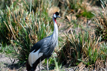 The grey crowned crane (Balearica regulorum), also known as the African crowned crane, golden crested crane, golden-crowned crane, East African crane, East African crowned crane, African Crane, Easter - 470329166