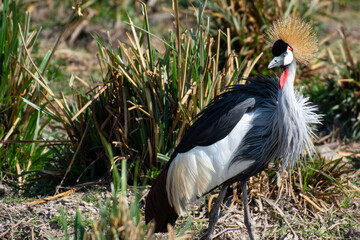 The grey crowned crane (Balearica regulorum), also known as the African crowned crane, golden crested crane, golden-crowned crane, East African crane, East African crowned crane, African Crane, Easter - 470329179