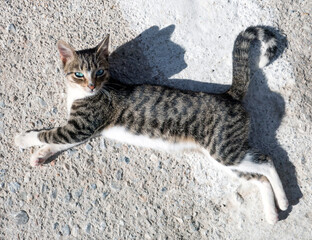 junge, getigerte Katze in Griechenland. Hauskatze, liegend, streunend, wild, Blick in die Kamera, Schattenwurf, Aufnahme von oben.