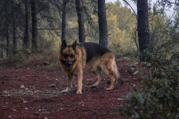 German shepherd dog walking through a rainy forest in autumn